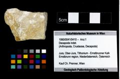 Foto (Objekt + Etikett) von Decapoda indet.  (NHMW-GEO-1990-0041-0410)